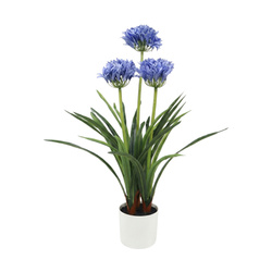 Művirág cserépben Agapant, 50 x 80 cm, kék