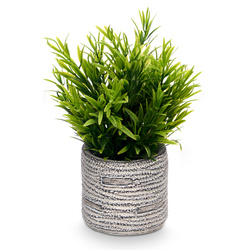 Csíkos FEGREE műszürke cserépben, Ø 10 cm