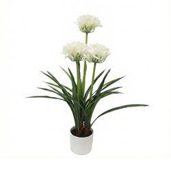 Művirág cserépben Agapant, 50 x 80 cm, fehér