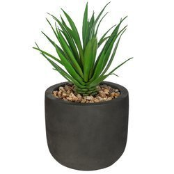 Művirágok cserépben DESERT, 20 cm