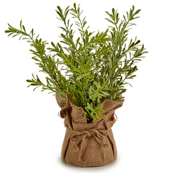 Műanyag fűszernövény cserépben a konyhába, 17,7 cm