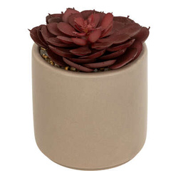 Nils vegyes szukkulens 12 cm magas -szürke