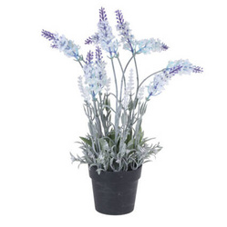 Műlevendula cserépben, 40 cm
