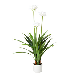 Nagy művirág cserépben Agapant, 70 x 120 cm, fehér