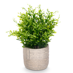 Műszuletlen pozsgás növény cserépben FEGREE, Ø 10 cm