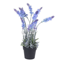 Műlevendula cserépben, 40 cm