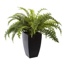 Műnövény, 55 cm magas, bostonifern