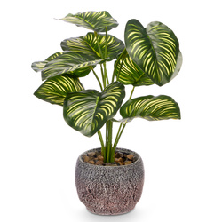 Mesterséges növény CALATHEA ORBIOFIOLIA, 37 cm