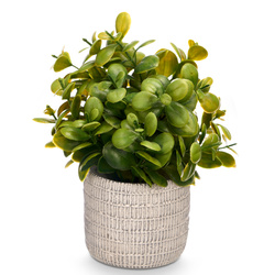 Műanyag pozsgás növény cserépben FEGREE, Ø 10 cm