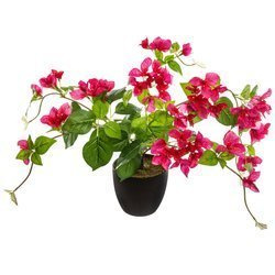 Művirágok cserépben BUGENWILLIA, 76 cm