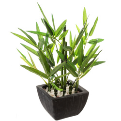 Művirág cserépben - díszbambusz, 26 cm