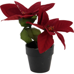 Műanyag karácsonyi csillag cserépben, magassága 18 cm