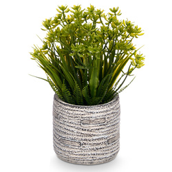 Csíkos FEGREE műszürke a cserépben, Ø 10 cm