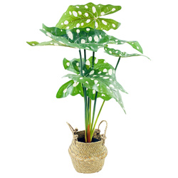 Alokázia, művirág kosárban