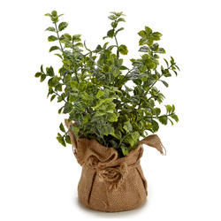 Műnövények a konyhába, 17,7 cm