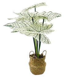 Alokázia, művirág kosárban