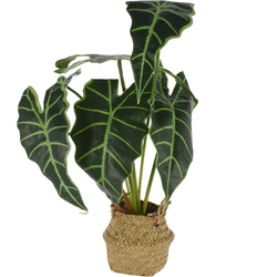 Alokázia, művirág kosárban