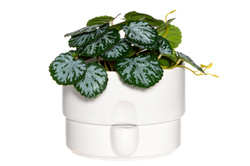 Virágcserép öntözőrendszerrel, Ø 19 cm