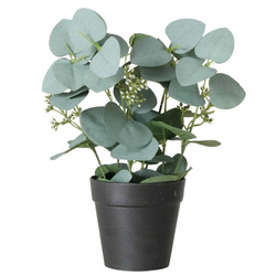 Műnövény SAGE, eukaliptusz cserépben, 30 cm